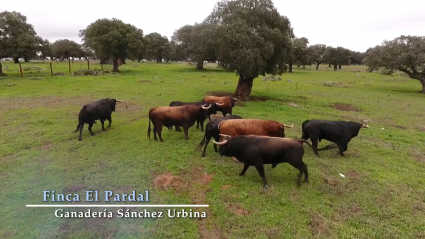 Tierra de Toros| Ganadería Sánchez Urbina