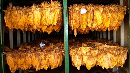 Secadero tabaco biomasa