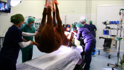 Operación en el Hospital Veterinario de Cáceres