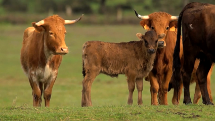 Ganadería Emilio Altarejo en Tierra de Toros