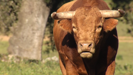 Tierra de Toros en la ganadería de Bernardino Píriz
