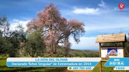 Almendro Real