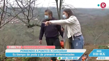 Los castañares de Navezuelas