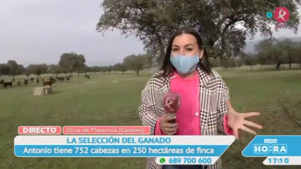 Ganado bravo en Oliva de Plasencia