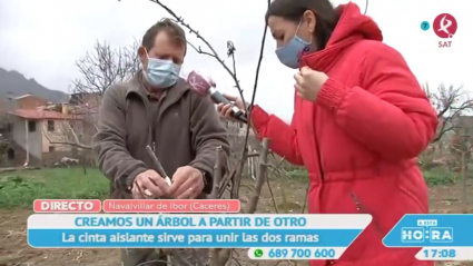 Injertando en Navalvillar de Ibor