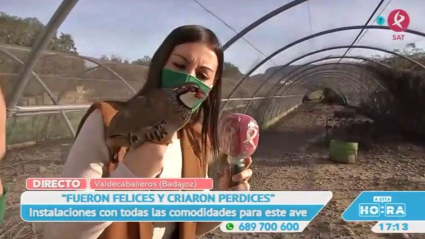 Perdices en Valdecaballeros