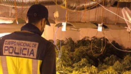 Un agente de policía observa las dimensiones de la plantación de marihuana desmantelada en Badajoz.