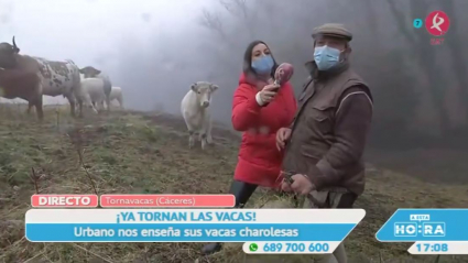 ganadería en Tornavacas