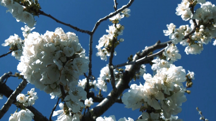 CEREZO EN FLOR - MUÉVETE