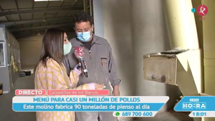Piensos para pollos