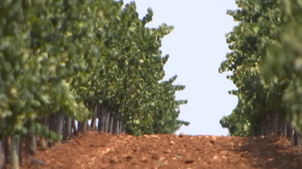 Plantación de cava en Almendralejo