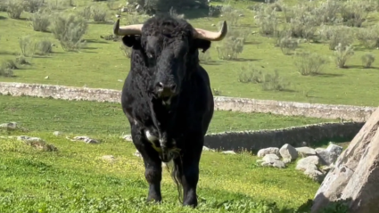 Tierra de Toros en la ganadería del Conde de la Corte