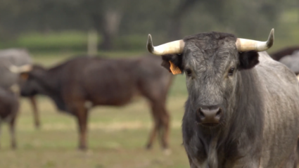 Los Santacoloma de Victor Huertas en Tierra de Toros