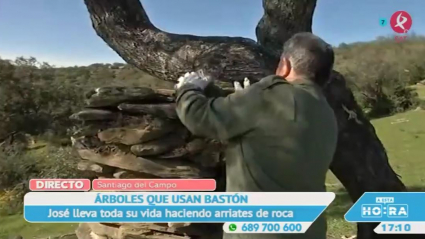 Bastones para los olivos