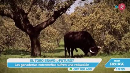 Ganaderías de toros bravos