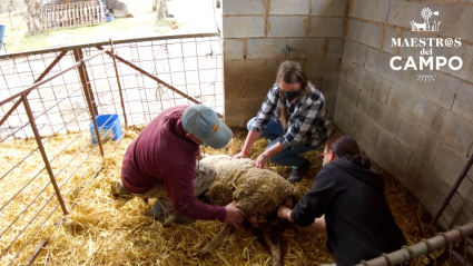 Asistimos al parto de una oveja