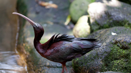 El morito: Plegadis falcinellus