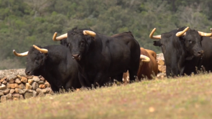 Conocemos la ganadería de Alcurrucen en Tierra de Toros