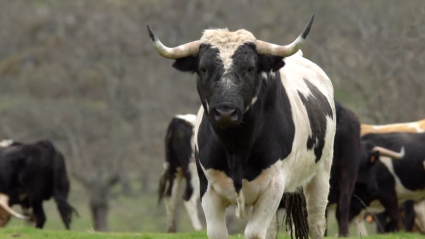Ganadería de Francisco Galache en Tierra de Toros
