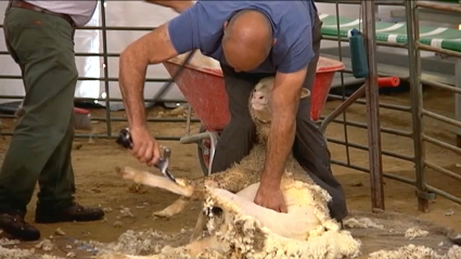 Esquilador pelando una oveja