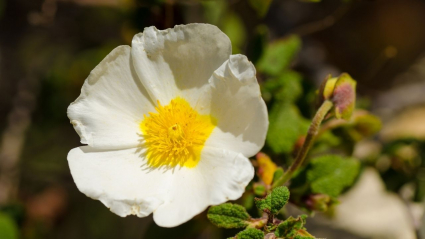 flor de jara, extremadura