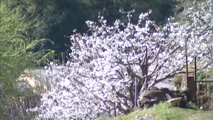 Primavera en el norte extremeño