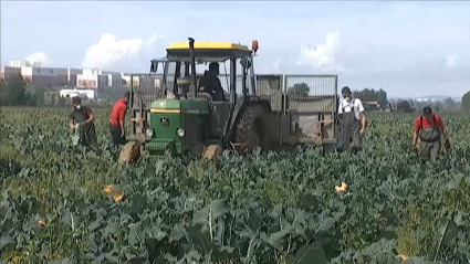 Jornaleros trabajando en el campo extremeño