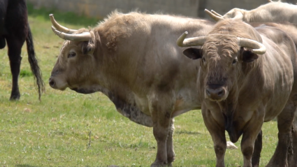 Los Toros Blancos de la ganadería de Aurelio Hernando en Tierra de Toros