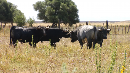 Ganadería Partido de Resina, Pablo Romero. Tierra de Toros