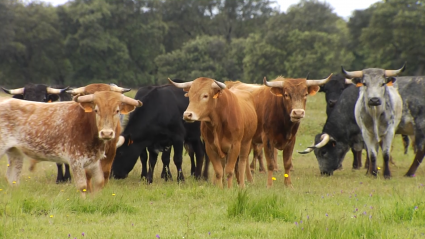 Entrevista Ganadería Peña Jara en Tierra de Toros
