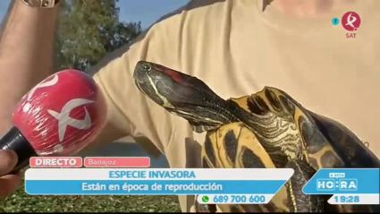 Tortuga de Florida