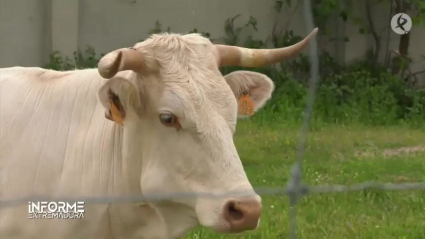 vaca de raza autóctona extremeña, Blanca Cacereña