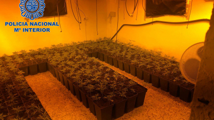 Imagen de la plantación de marihuana localizada en una parcela de Mérida 