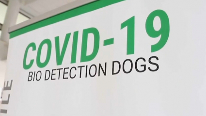 Los perros son adiestrados para detectar el covid por el olor