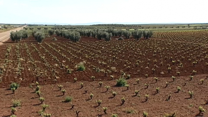 Viña y olivar en Tierra de Barros