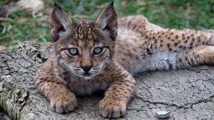 Imagen de uno de los cachorros de lince ibérico nacidos este año