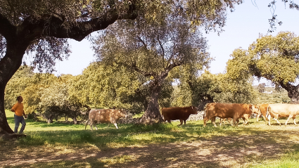 Toni Gómez con sus vacas en La Pimienta