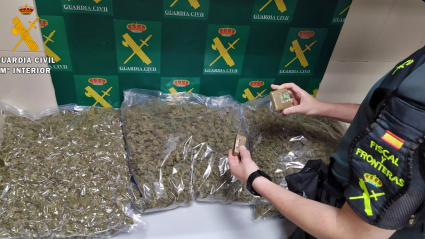 Cogollos de marihuana incautados por la Guardia Civil 