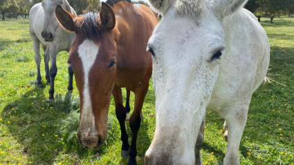 EXTREMADURA A CABALLO