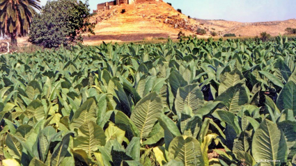 Cultivo del tabaco en Medellín
