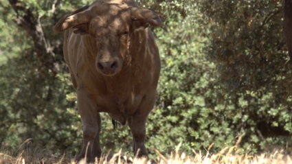 Ganadería Jose Luis Marca en Tierra de Toros