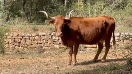 Visitamos la ganadería de Reta de Casta Navarra en Tierra de Toros