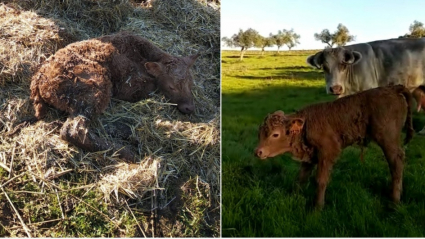 Margarita y la becerra recién parida, Milagros, en sus primeras horas de vida.