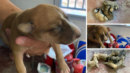 Animales rescatados por la Policía Local de Los Santos de Maimona