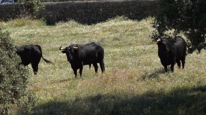 La Ganadería de Gerardo Ortega en el programa de Tierra de Toros
