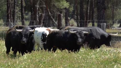 Ganadería Raso de Portillo en Tierra de Toros