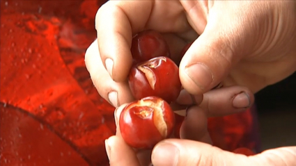 Imagen de las cerezas agrietadas por la lluvia de los últimos días 