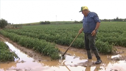 Agricultor lamentándose de los efectos de la lluvia caida sobre su cosecha