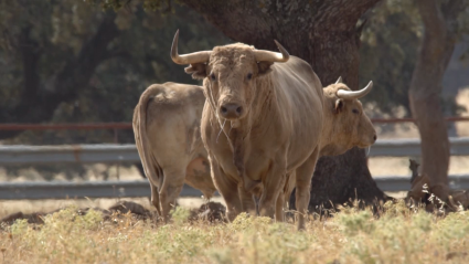 Los toros de Ojailen y Javier Gallego