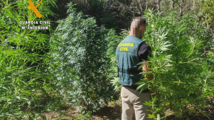 Plantación desmantelada por la Guardia Civil en Descargamaría